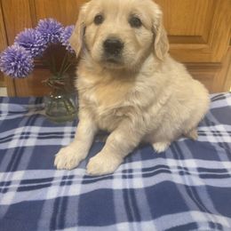 Misty - Light golden female Golden Retriever puppy in Grant County, Indiana from On The Sunny Side Pavey Farms