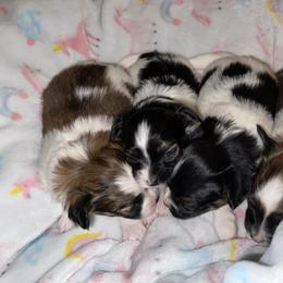 Macie-Mae - Papillon