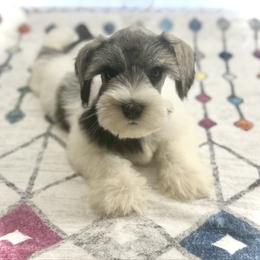 Lyna - Salt and pepper female Miniature Schnauzer puppy in Overton, Texas from Beards & Bows Schnauzer Farm