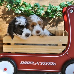 Australian Labradoodle Puppies from Seaspray Australian Labradoodles