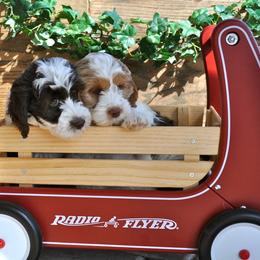 Australian Labradoodle Puppies from Seaspray Australian Labradoodles