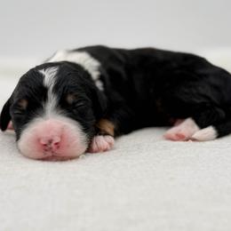 Gables - Tri-color male Bernedoodle puppy in Bellville, Ohio from Bernedoodle Buddies
