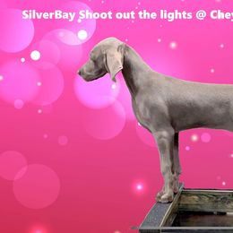 German Shorthaired Pointer and Weimaraner Puppies from SilverBay GunDogs
