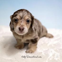 Merlin - Chocolate and cream male Dachshund puppy in Oklahoma City, Oklahoma from OkieDoxieland Dachshunds
