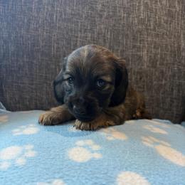 Nova - Cream female Dachshund puppy in Temple, Texas from Brit’s Doxie Crossing