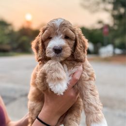 Nestle - Parti male Goldendoodle puppy in Columbia, South Carolina from Glittering Grace Goldendoodles