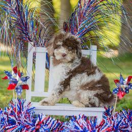 Dutchess - Red merle female Aussiedoodle puppy in Roebuck, South Carolina from Dani's Dandy Doodles
