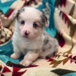 Girl 2 - Blue female Pembroke Welsh Corgi puppy in Beggs, Oklahoma from Blue Diamond Corgi’s
