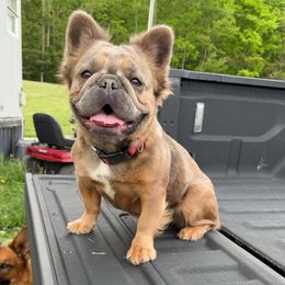 Chewy - French Bulldog