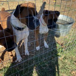 Buddy - Boxer