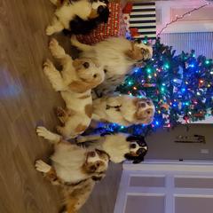 Australian Shepherds and Grand Basset Griffon Vendeens from Lifetime Australian Shepherds and GBGVS