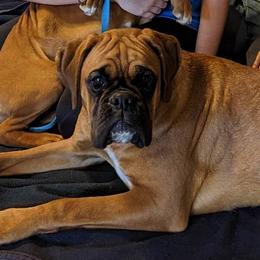 Fifi - Boxer