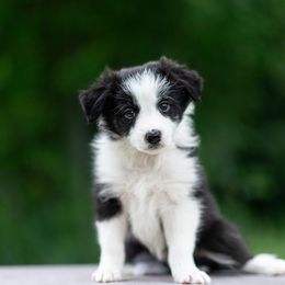 Border Collie Puppies from High Point Border Collies