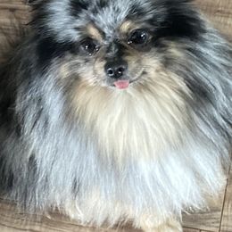 Jazzy - Pomeranian