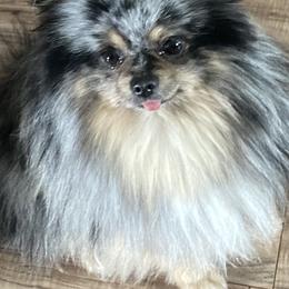 Jazzy - Pomeranian