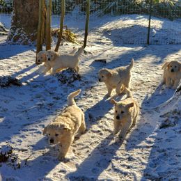 Golden Retriever Puppies from Hoekema Homestead Goldens