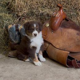 Tease - Red tri-color female Australian Shepherd puppy in St Clair, Michigan from Kayla's Aussies