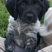 French Brittany Puppies from Dakota Point Kennel