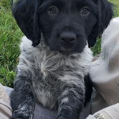 French Brittany Puppies from Dakota Point Kennel