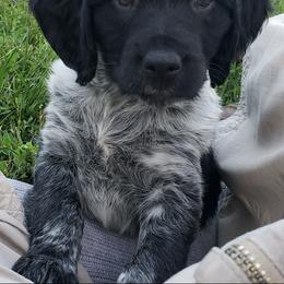 French Brittany Puppies from Dakota Point Kennel