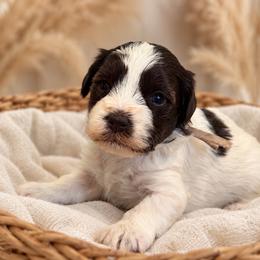 Lola - Parti female Miniature Schnauzer puppy in Magalia, California from NorCal Schnauzers