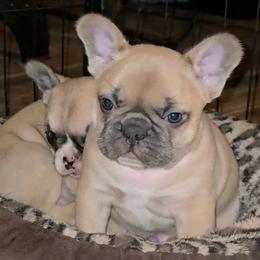 Ringo - Blue fawn male French Bulldog puppy in Gasport, New York from Belleau Wood French Bulldog Manor & Folsom's House of Blues