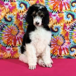 Pink - Black female Poodle puppy in Houma, Louisiana from Smart Azz Poodles