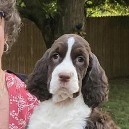 English Springer Spaniel Puppies from Foxboro Farm