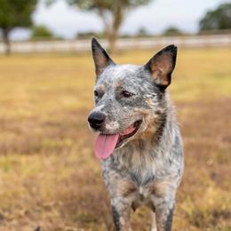 Voodoo - Australian Cattle Dog
