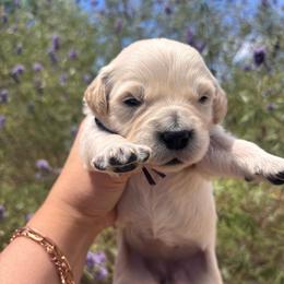 Purple (3700) - Light golden female Golden Retriever puppy in Pahrump, Nevada from Southern Nevada Goldens