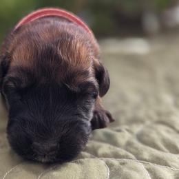 Redbud - Fawn female Bouvier des Flandres puppy in Drury, Missouri from Black Bears Critters