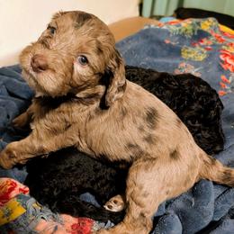 Ron - Merle male Sheepadoodle puppy in Austin, Texas from Darling Doodles