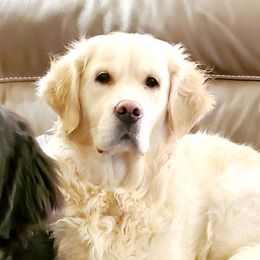 Sophia - Golden Retriever