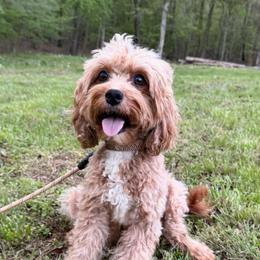Celine - Cavapoo