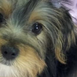 Maltese, Morkies, and Yorkshire Terriers from Malteseuluv’s Tiny Treasurers