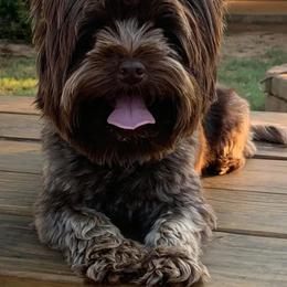 Yorkshire Terrier All Grown Up from Betterthan Chocolate Yorkies