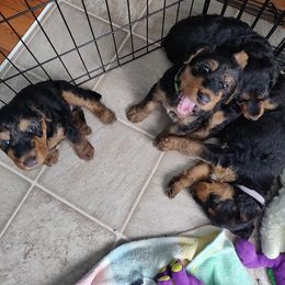 Airedale Terrier Puppies from Zinful Airedales