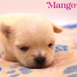 Mango - Fawn female Chihuahua puppy in Forsyth, Georgia from Brooks Grove Canines LLC