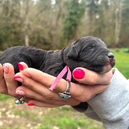 Annie Oakley (Mini Size) - Black female Bordoodle puppy in Mulino, Oregon from Korbella Farm
