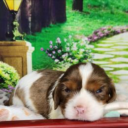 Holly - Merle female Cavapoo puppy in Marshfield, Missouri from Clearview Kennels