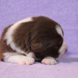 Australian Shepherd Puppies from Starlit Grove Australian Shepherds