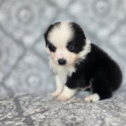 Skeleton - Black & white male Miniature American Shepherd puppy in Noble, Oklahoma from Roserock Aussies