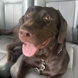 Clover - Labrador Retriever