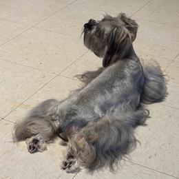 Lacy - Miniature Schnauzer