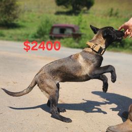 Char - Black sable male Belgian Malinois puppy in Elizabethton, Tennessee from Forever Family K9