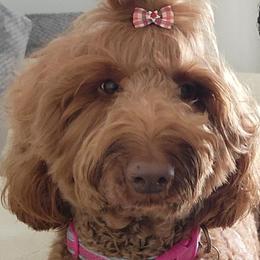 Star - Goldendoodle