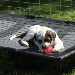 American Bulldog Puppies from Ferocia Kennels