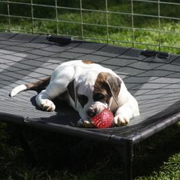American Bulldog Puppies from Ferocia Kennels