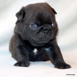 Chester - Black male Pug puppy in Winnsboro, Texas from Southern pugs
