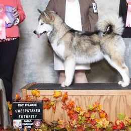 Alaskan Malamutes from SnoCap Kennel